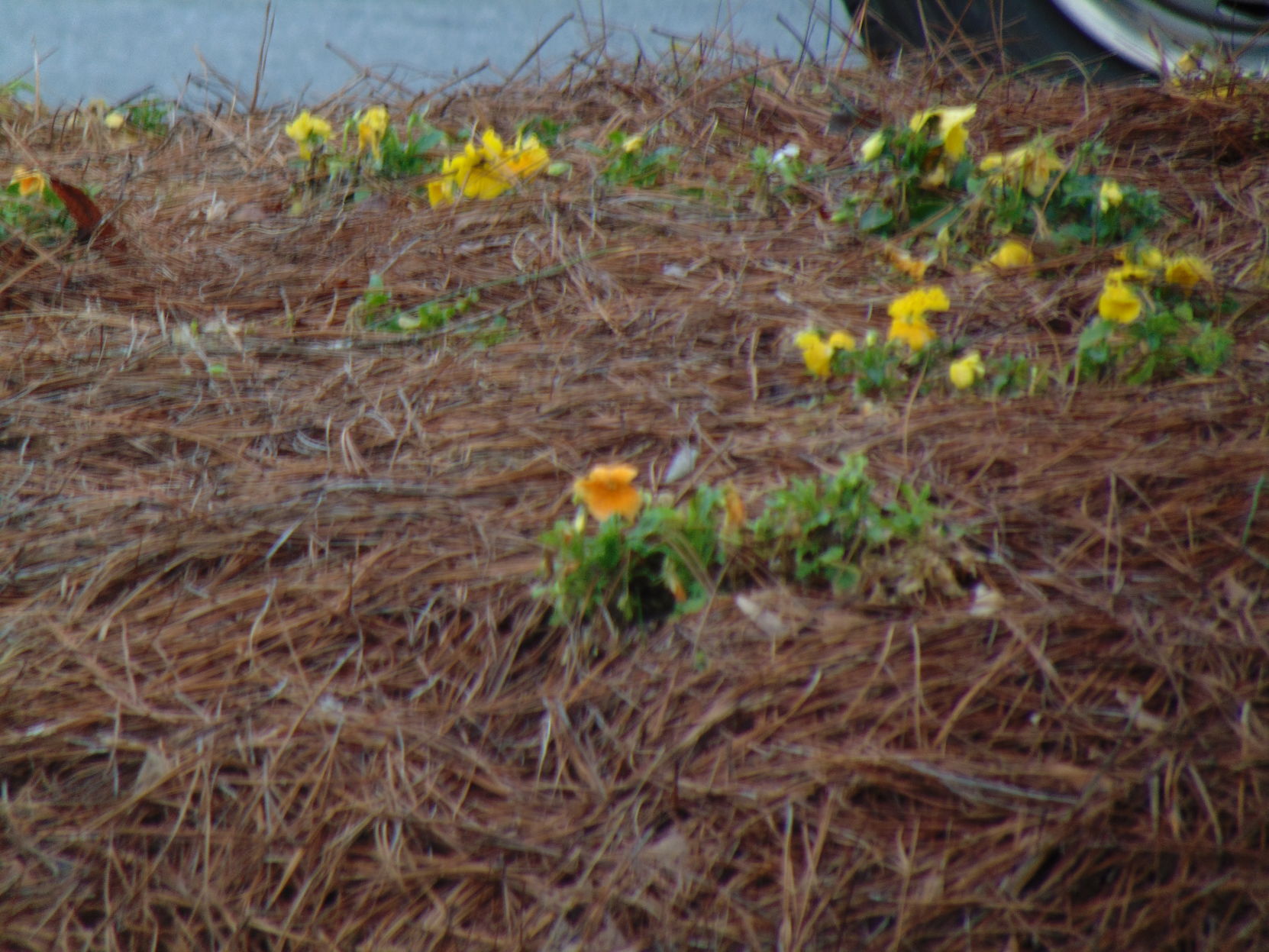 Spring photos (51).JPG